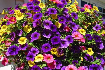 Spring flower basket