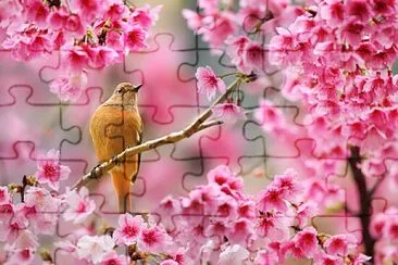 Bird and Blooms