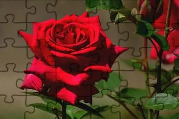 פאזל של Red Rose