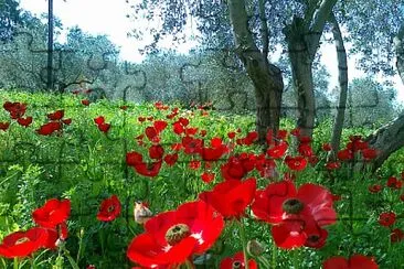 Flower jigsaw puzzle