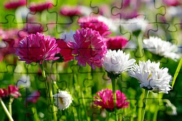 Flower jigsaw puzzle