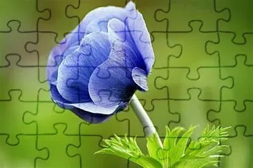 Flower jigsaw puzzle