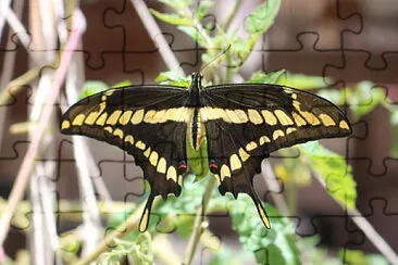 Borboleta jigsaw puzzle