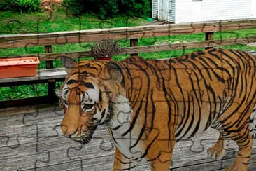 tigre jigsaw puzzle