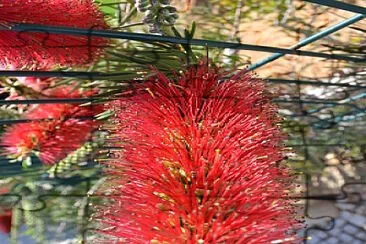 bottle brush bush