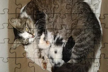 animais jigsaw puzzle