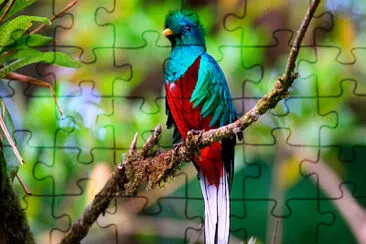 Simbolo nacional jigsaw puzzle