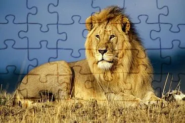 El leÃ³n es un mamÃ­fero carnÃ­voro. jigsaw puzzle