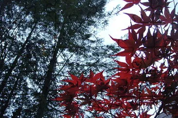 Maple leaf jigsaw puzzle