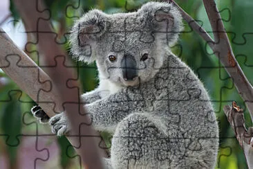 El koala es una especie australiana.