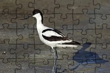 פאזל של Avocetta comune