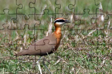 Cursorius coromandelicus jigsaw puzzle