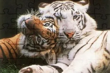 Tigre