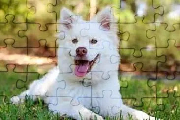 Foto jigsaw puzzle