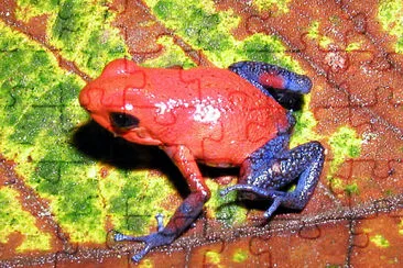 Velenosa dendrobates pigmeo jigsaw puzzle