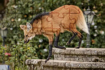 Quebra-cabeÃ§a - Lobo GuarÃ¡