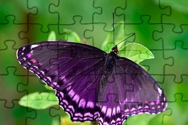 maariposa morada jigsaw puzzle