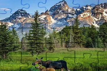 ALCES EN GRAN TETÓN jigsaw puzzle