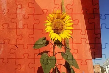 GIRASOL CON MARIPOSA jigsaw puzzle