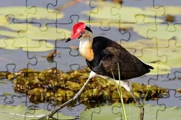 Irediparra gallinacea jigsaw puzzle