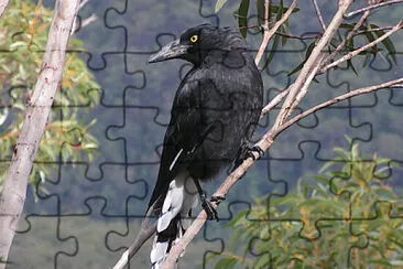 Currawong bianconero