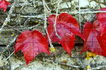 פאזל של Feuilles mortes ...