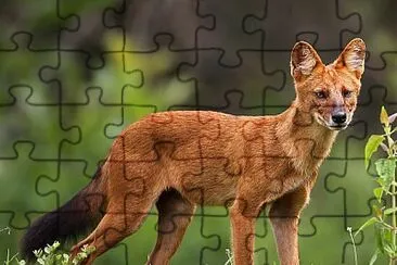 Cuon alpino jigsaw puzzle