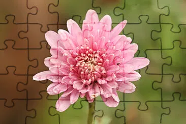 Crizantema jigsaw puzzle