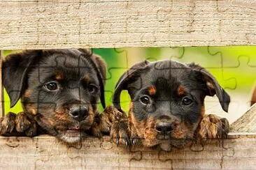 Rottweiler jigsaw puzzle