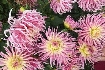 Pink Dahlias 2