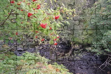 The Rowan tree