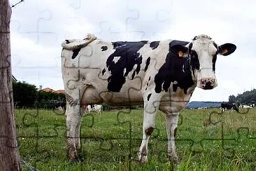 פאזל של COW