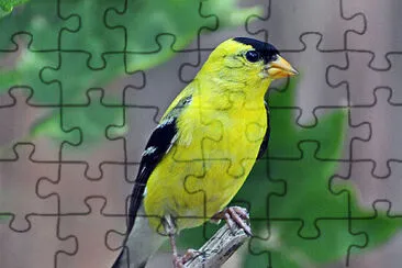 Lucherino americano jigsaw puzzle