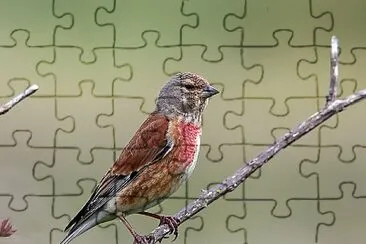 Cardellino cannabina jigsaw puzzle