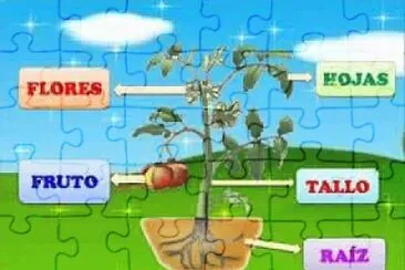 APRENDEMOS SOBRE LAS PLANTAS