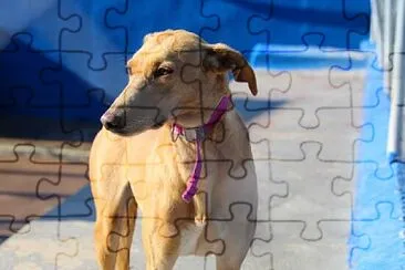 Dog up for adoption: Natali jigsaw puzzle