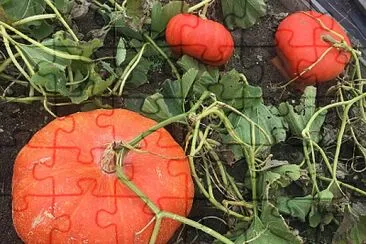 Three Pumpkins