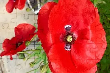 Red poppies