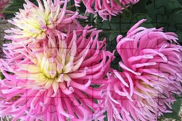 פאזל של Pink Dahlias 3