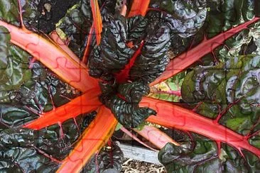 Red Swiss Chard jigsaw puzzle