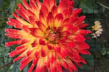 פאזל של Red   Yellow Dahlia