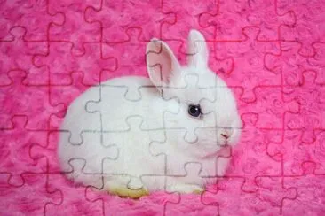 Conejo jigsaw puzzle