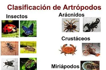 artrÃ³podos