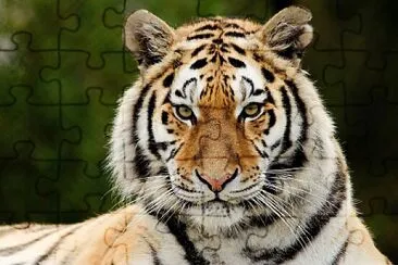 tigre jigsaw puzzle