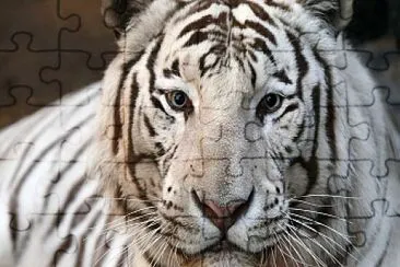 tigre branco jigsaw puzzle