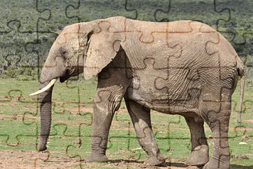 ELEFANTE