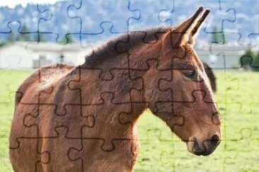 No es un espejo jigsaw puzzle