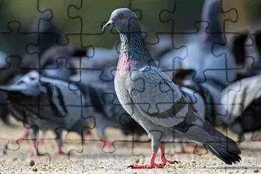 guru guru jigsaw puzzle