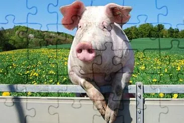 oink oink jigsaw puzzle