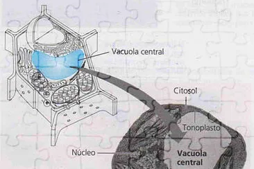 פאזל של Otra cÃ©lula vegetal pero ahora mÃ¡s real.